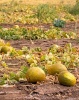 Выращивание дыни: посадка сорта колхозница