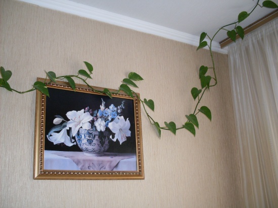 Маленькие джунгли дома