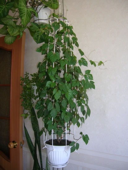Мой роициссус ромбический (Rhoicissus  rhomboidea)