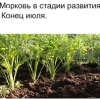 Морковь: выращивание и уход за ней