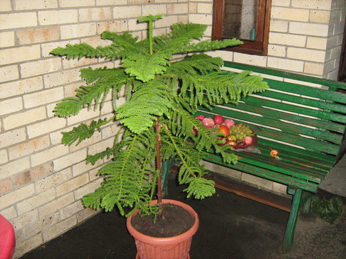 Араукария
