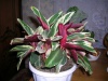 Ктенанта оппенгейма триколор (Ctenanthe oppenheimiana tricolor)