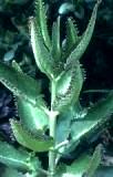 Kalanchoe – семейный доктор