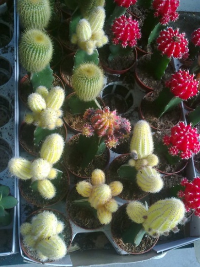 Как называются белые кактусы на фото?