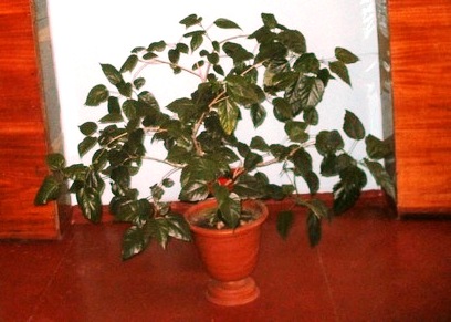 Как заставить гибискус цвести?