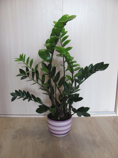 Мой замиокулькас