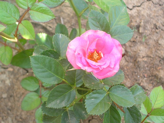 Роза