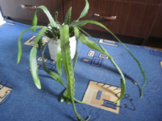 Как называется растение и как за ним ухаживать?