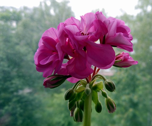 Любимая герань