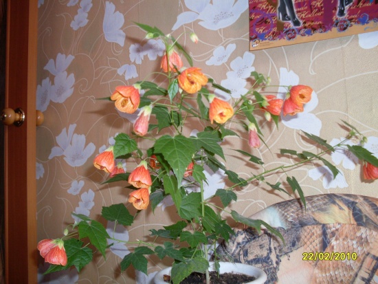 в чём дело?