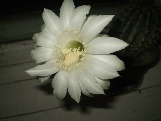 Летом кактусы растут на улице