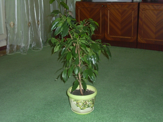 Комнатный фикус