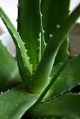Как сделать листья алоэ более мясистыми