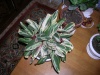 Ктенанта оппенгейма триколор (Ctenanthe oppenheimiana tricolor)