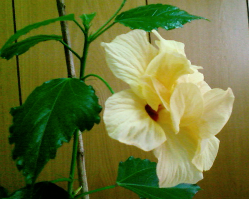 Сад на подоконнике