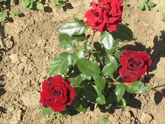Роза
