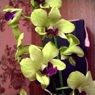 Уход за  дендробиумом