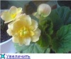 Бегония вечноцветущая- неприхотливый цветок