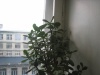 не растет вширь!