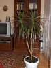 DRACAENA  MARGINATA