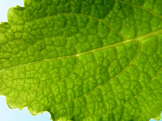 Как отличить плектрантус от мяты и мелиссы?