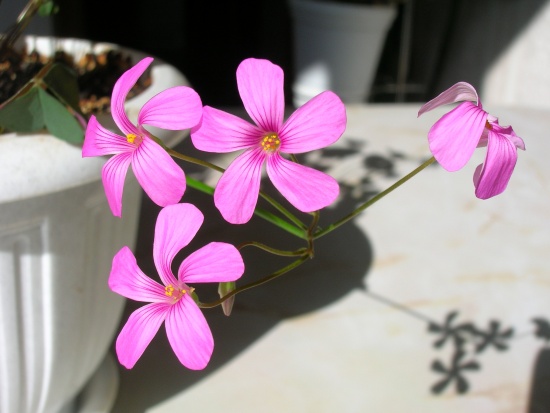 Кислица (Oxalis)