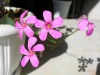 Кислица (Oxalis)