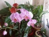 Уход за орхидеей (Phalaenopsis)