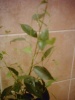 Фикус Бенджамина: размножение