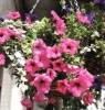 Как вырастить петунию!