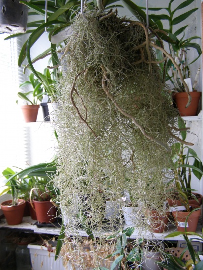 Выращивание тилландсии усневидной (Tillandsia usneoides)