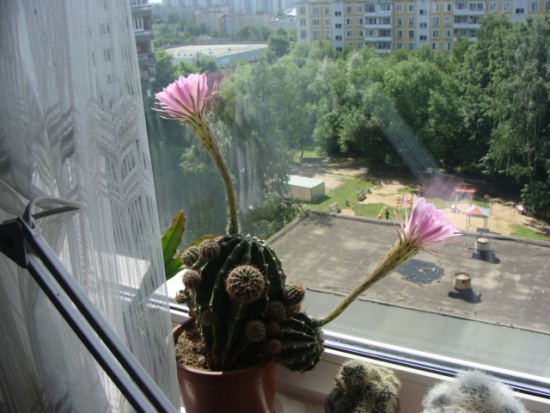 Кактусы в цвету