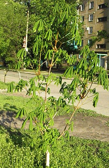 Выращивание каштана и уход за ним