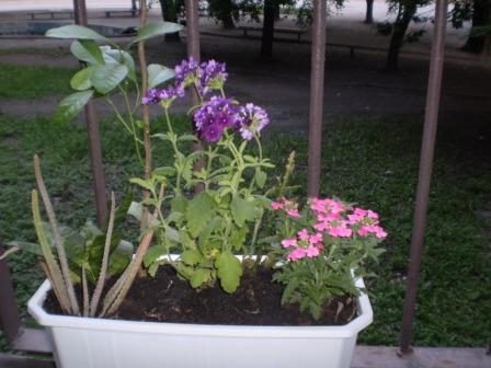 Моя альпийская лужайка.