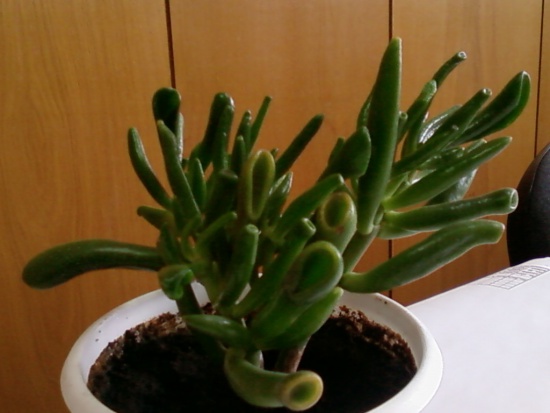 Crassula cultivar "Gollum"