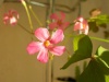 Кислица (Oxalis)