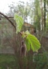 Выращивание орешника лещины