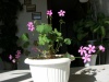 Кислица (Oxalis)