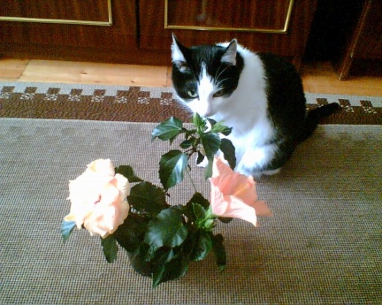 Гибискусы и кот.