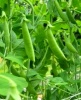 Фасоль стручковая и спаржевая: выращивание и способы хранения