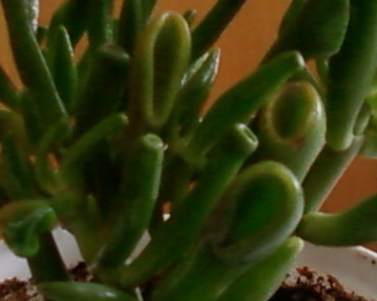 Crassula cultivar "Gollum"