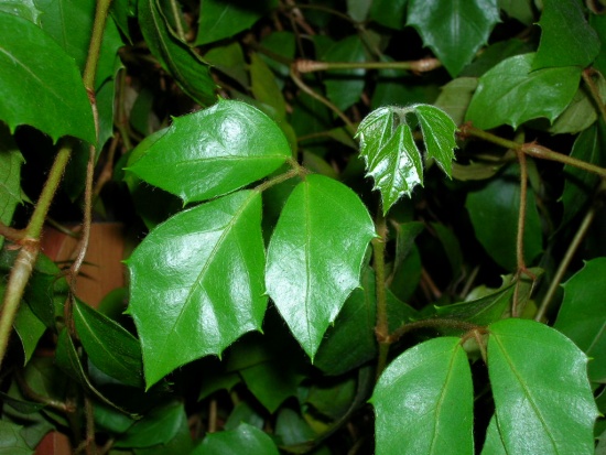 Мой роициссус ромбический (Rhoicissus  rhomboidea)