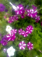секреты ухода за петунией.