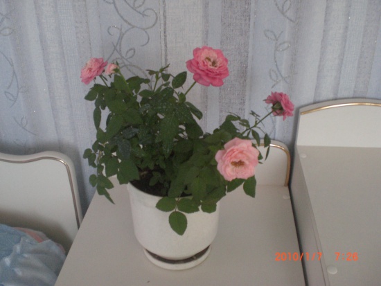 Роза