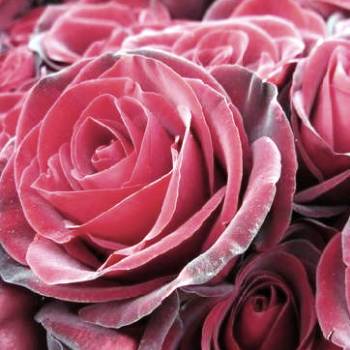 Чайная роза: варенье, фруктовый салат, чай из розы...