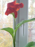 Роскошная канна