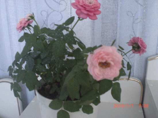Роза
