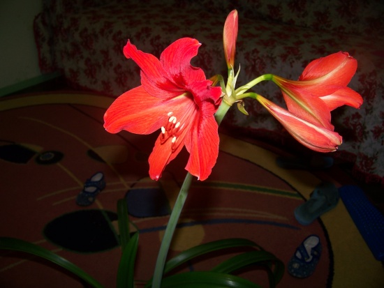 любимая красная лилия