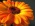 Gerbera аватар