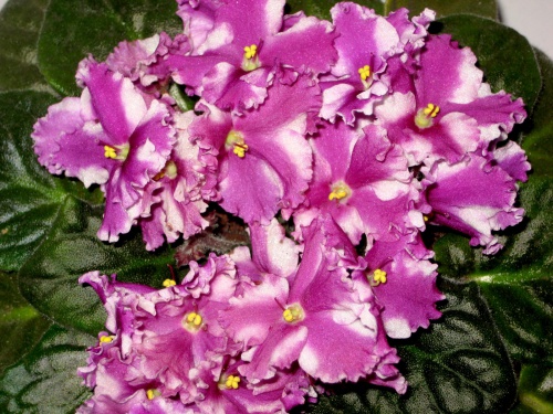 violets1.jpg